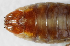 Neodiprion sertifer