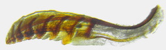 Neodiprion sertifer