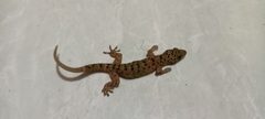 Gekko monarchus