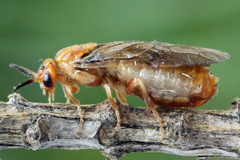 Neodiprion sertifer