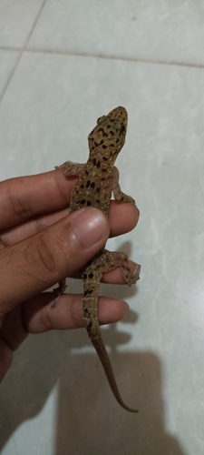 Gekko monarchus