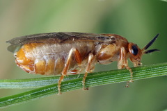 Neodiprion sertifer