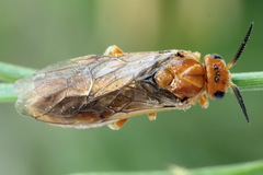 Neodiprion sertifer