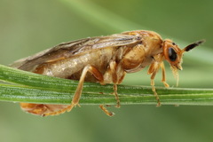 Neodiprion sertifer
