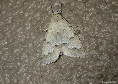 Acronicta innotata