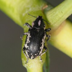 Eudiagogus rosenschoeldi