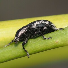 Eudiagogus rosenschoeldi