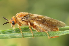 Neodiprion sertifer