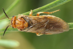 Neodiprion sertifer