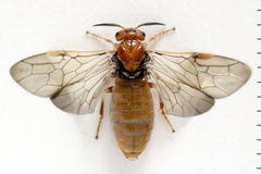 Neodiprion sertifer