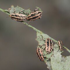 Eudiagogus rosenschoeldi