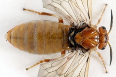 Neodiprion sertifer