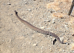 Crotalus oreganus