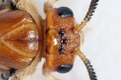 Neodiprion sertifer