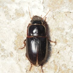 Harpalina