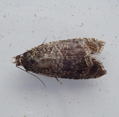 Syricoris lacunana