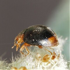 Cryptolaemus