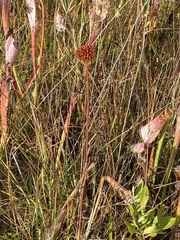 Balduina uniflora