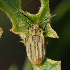 Ophraella notata