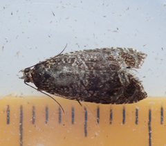 Syricoris lacunana
