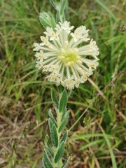 Pimelea octophylla