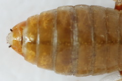 Neodiprion sertifer