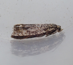 Syricoris lacunana