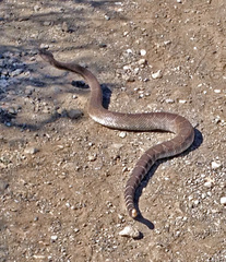 Crotalus oreganus
