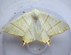 Ourapteryx sambucaria