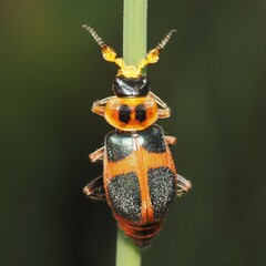 Collops balteatus