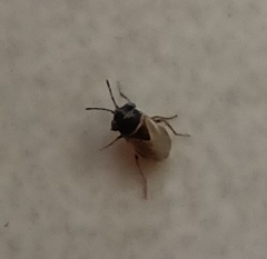 Geocoris megacephalus