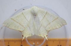 Ourapteryx sambucaria