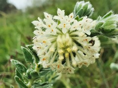 Pimelea octophylla