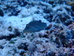Canthigaster solandri