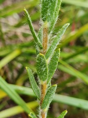 Pimelea octophylla