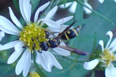 Parancistrocerus pedestris