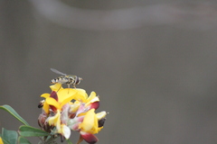 Simosyrphus grandicornis