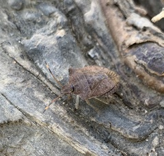 Halyomorpha halys