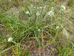 Pimelea octophylla