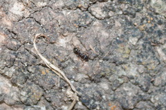 Tetramorium caespitum