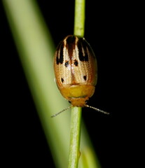 Peltoschema perplexum