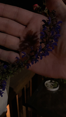 Salvia pratensis
