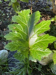 Acanthus