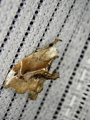 Euwilemania angulata