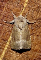 Papaipema nebris