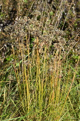 Allium cernuum