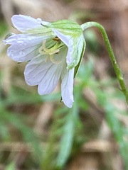 Geranium incanum