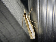 Crambus argyrophorus