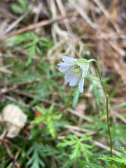 Geranium incanum