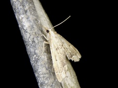 Diplopseustis perieresalis
